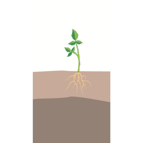 crop step 0
