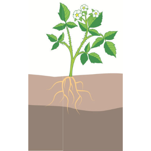 crop step 3