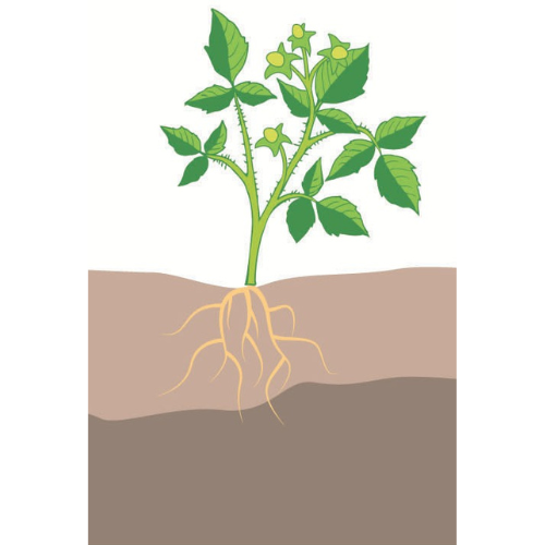 crop step 2