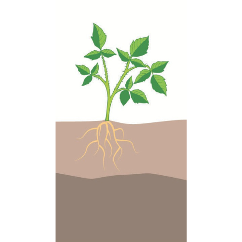 crop step 1