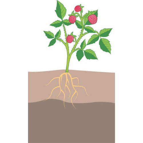 crop step 4
