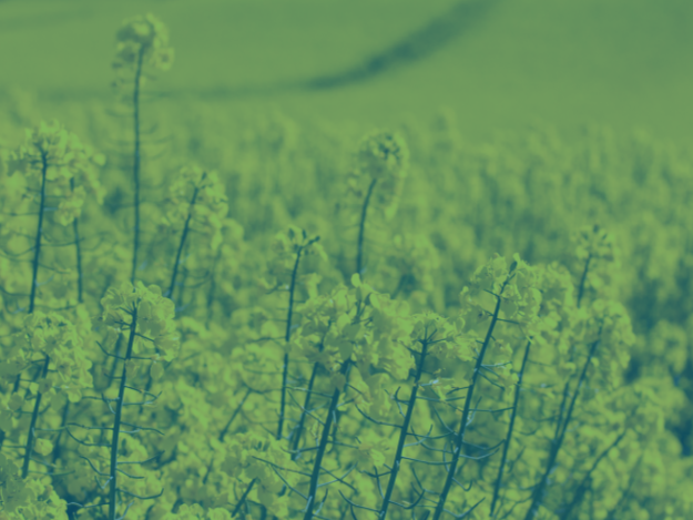 Canola