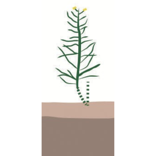crop step 9
