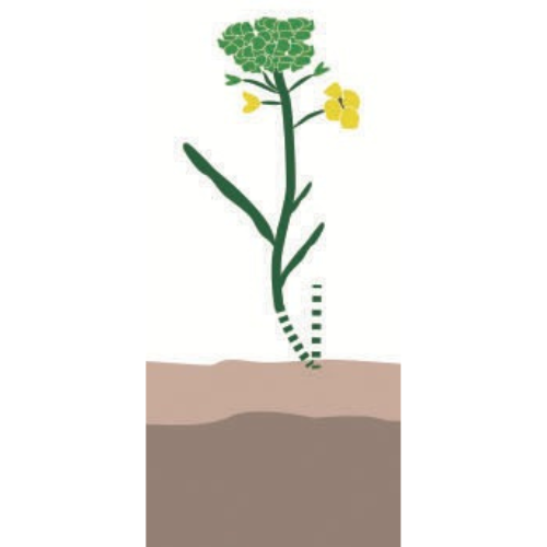 crop step 7