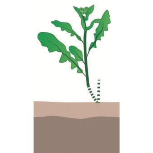 crop step 6