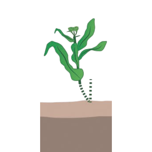 crop step 5