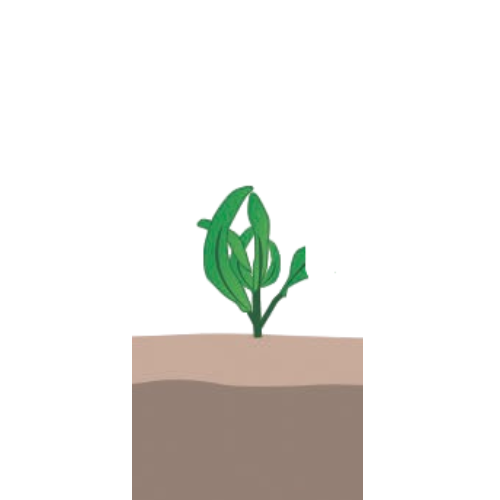 crop step 4