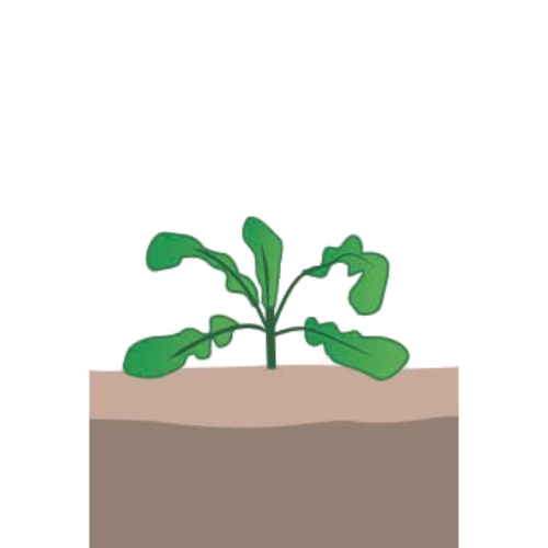 crop step 3