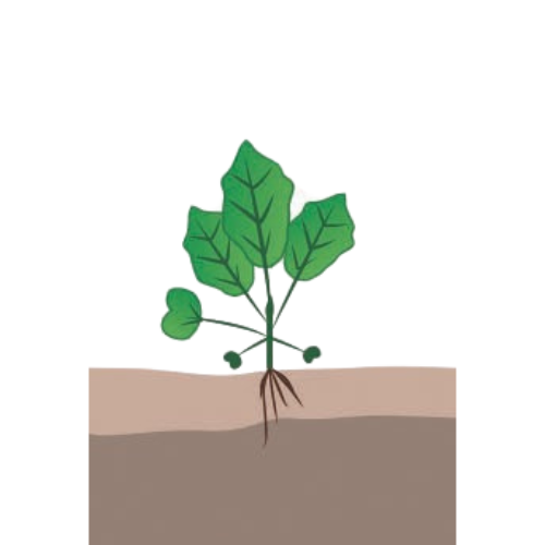 crop step 2