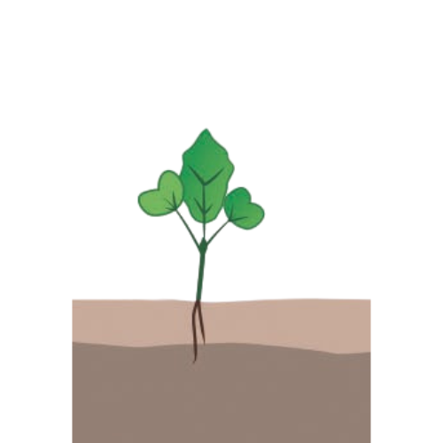 crop step 1