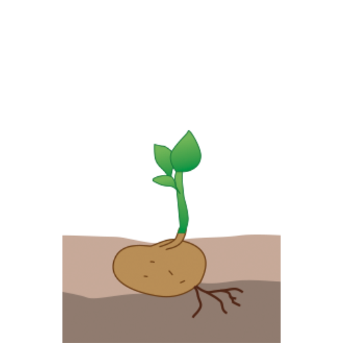 crop step 2