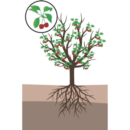 crop step 5