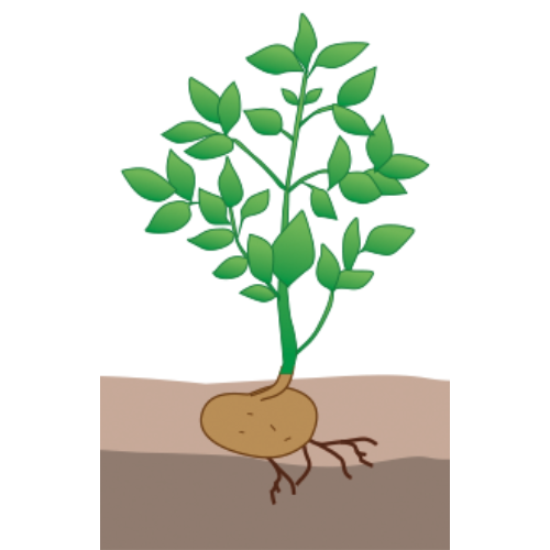 crop step 3
