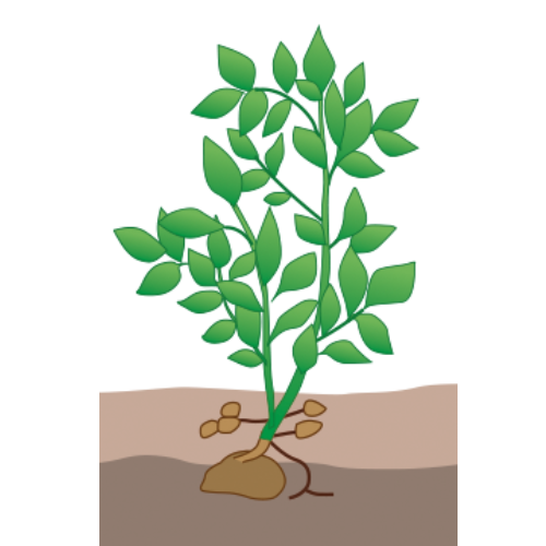 crop step 4