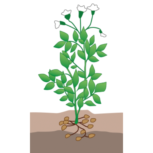 crop step 5
