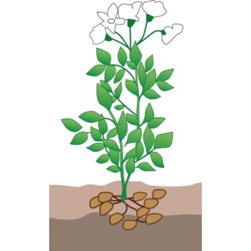 crop step 6