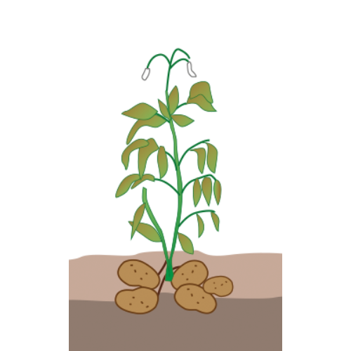 crop step 7