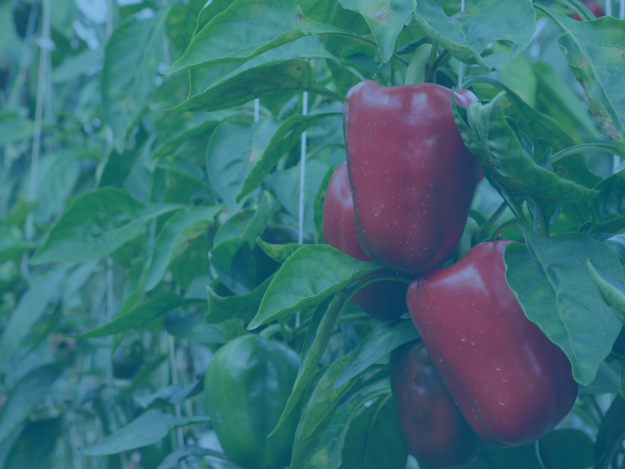 Piment