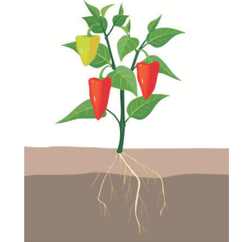 crop step 6