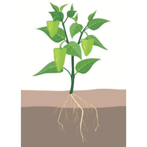 crop step 5