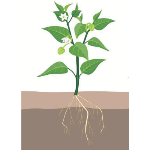 crop step 4