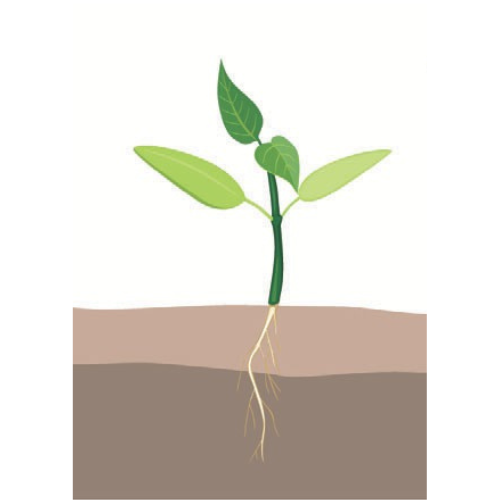 crop step 2