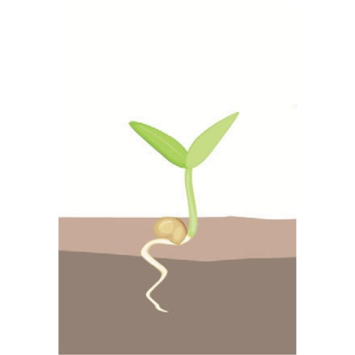 crop step 1