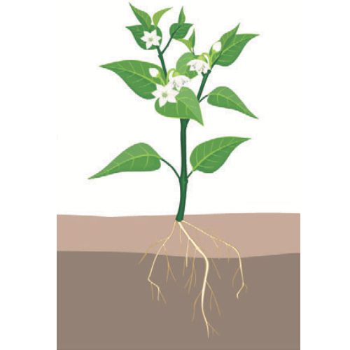 crop step 3