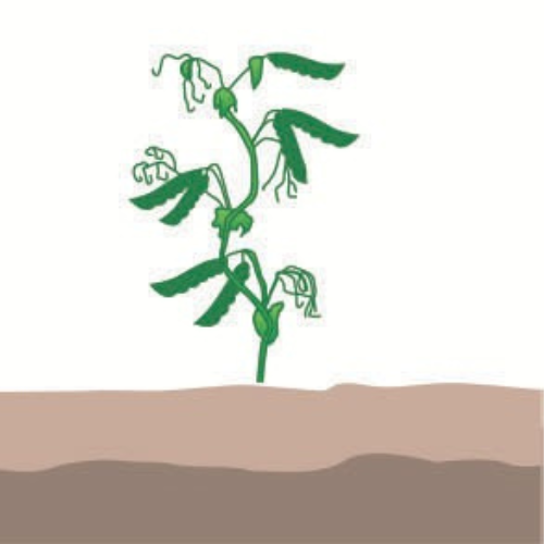 crop step 6