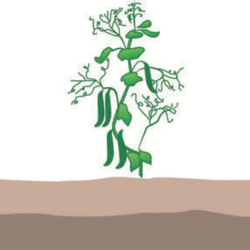 crop step 5