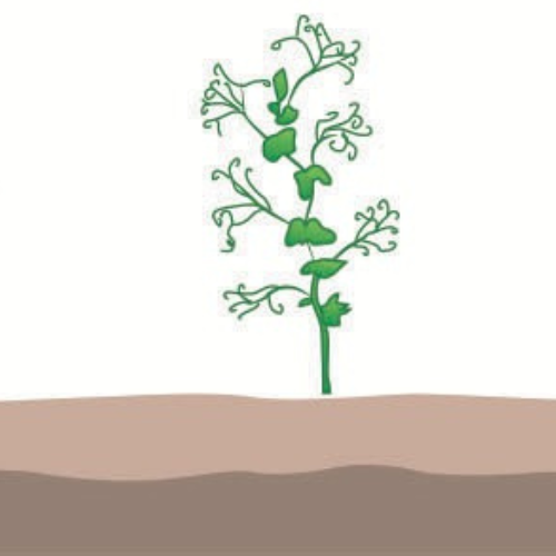 crop step 4