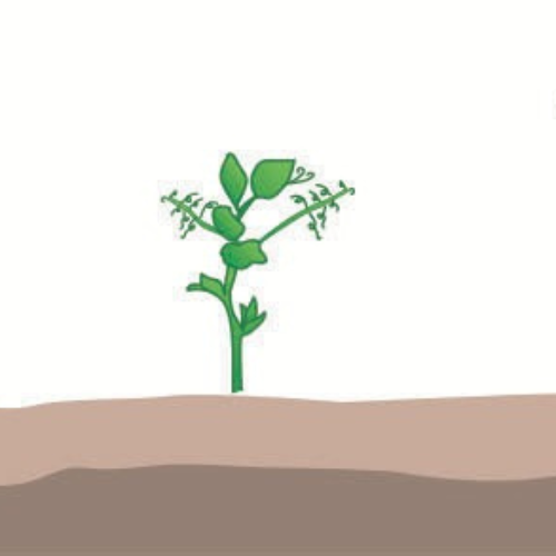 crop step 3