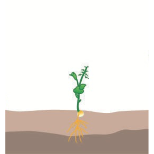 crop step 2