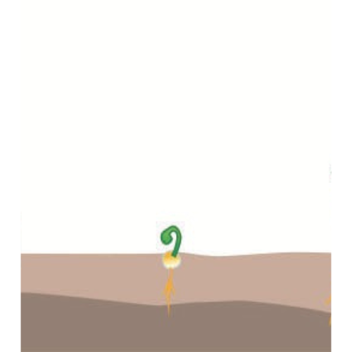 crop step 1