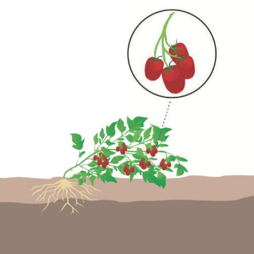 crop step 6