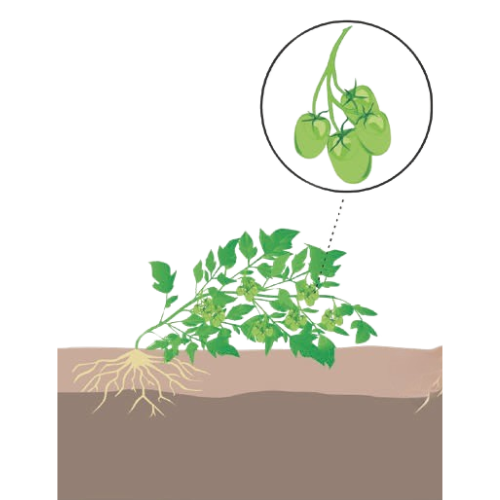 crop step 5