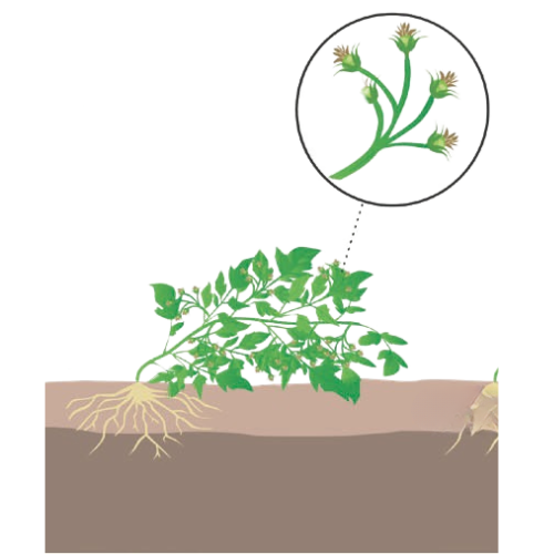 crop step 4