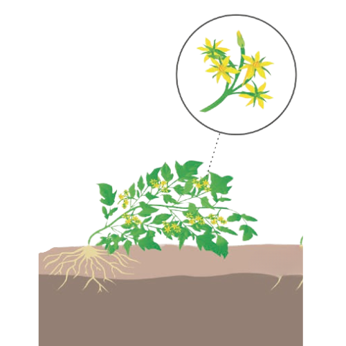 crop step 3
