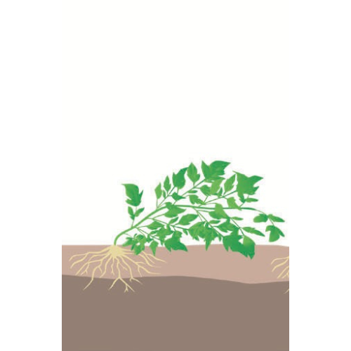 crop step 1