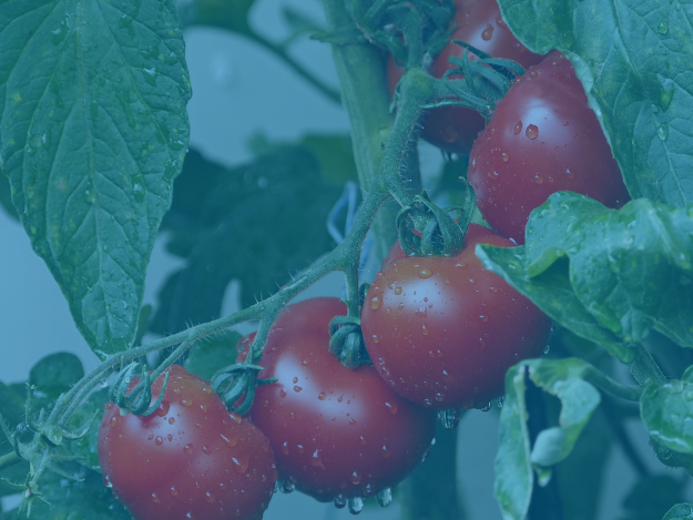 Tomate