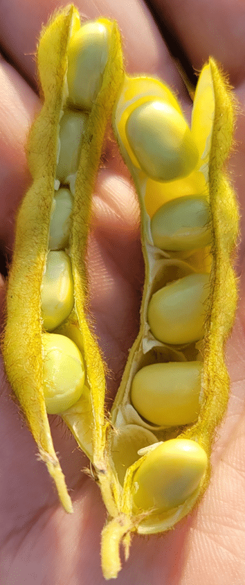 soya_Timac_agro