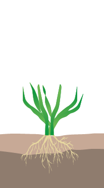 crop step 1