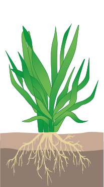 crop step 2