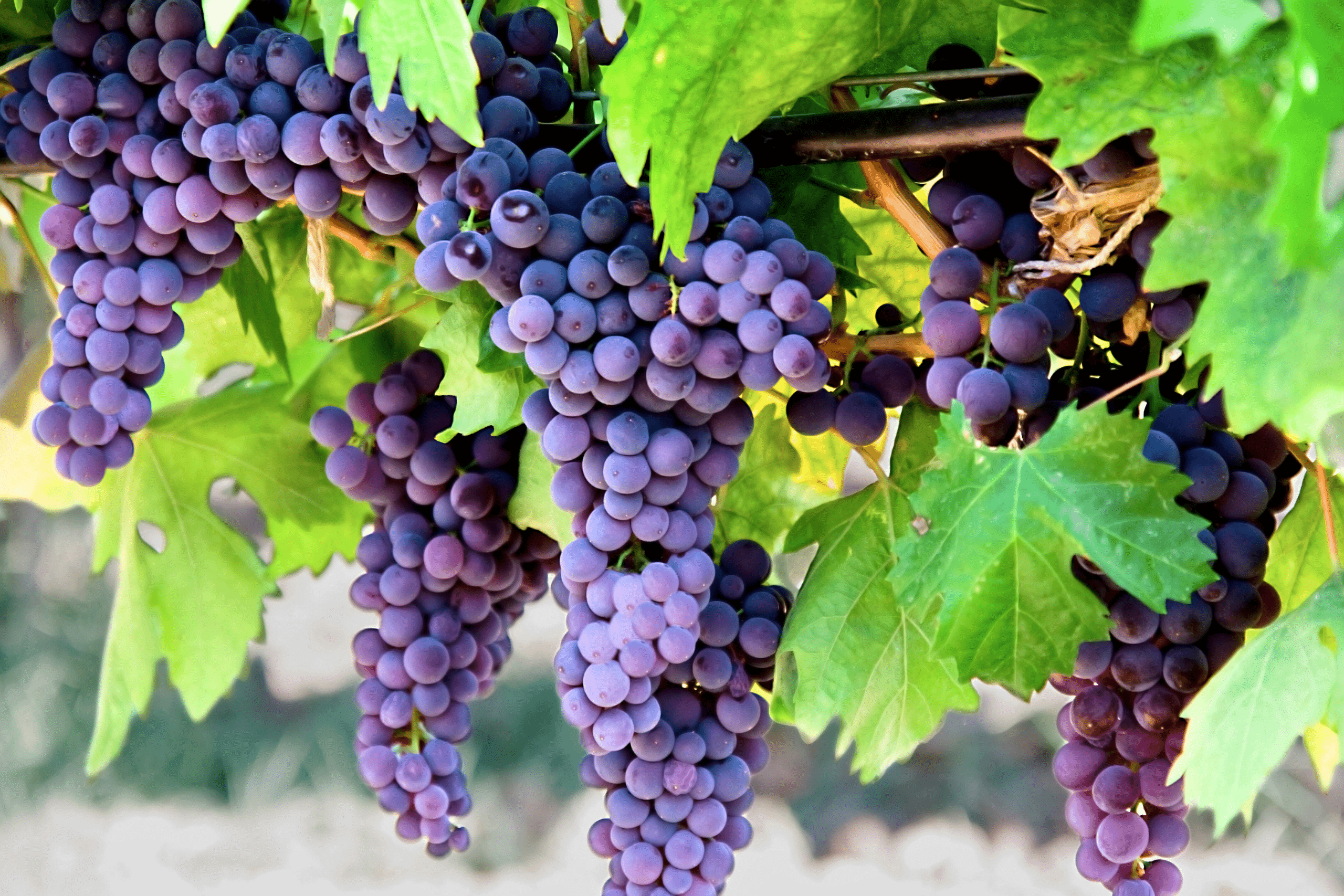 Weinbau