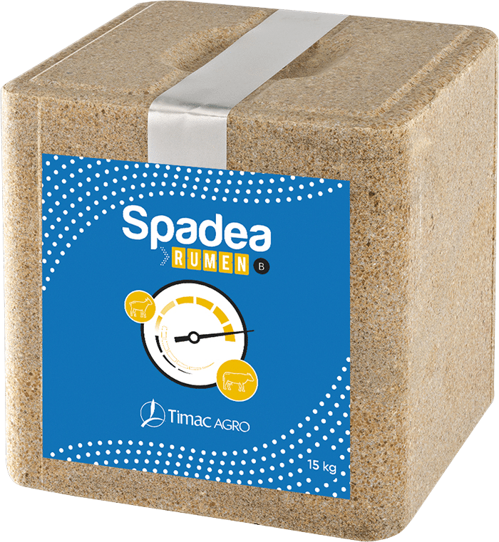 SPADEA RUMEN B