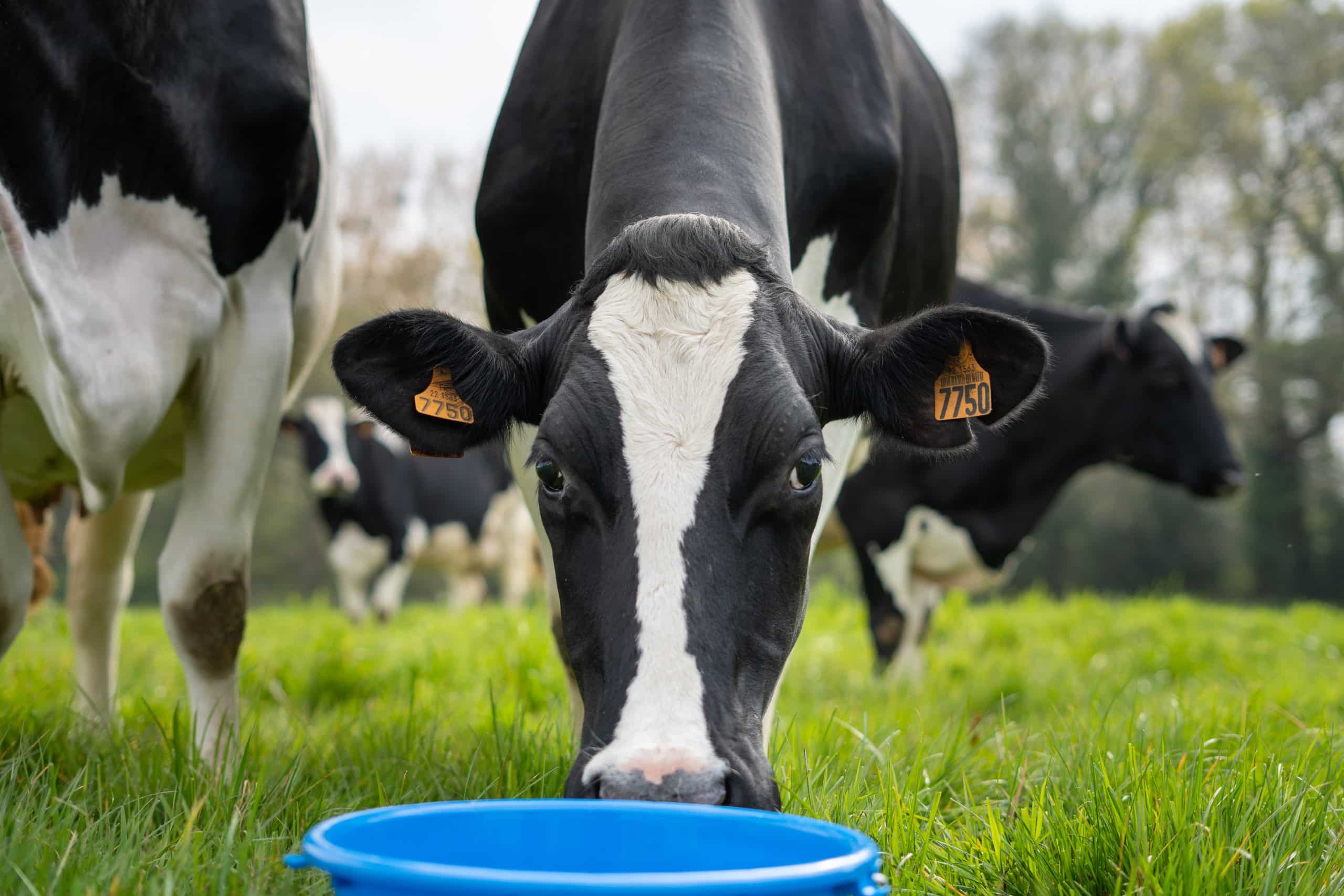 cow with blue bucket france henanbihen 2