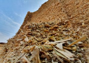 maize silage paraguay juaneulogioestigarribia15