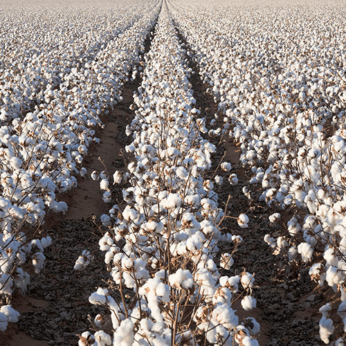 Cotton stress