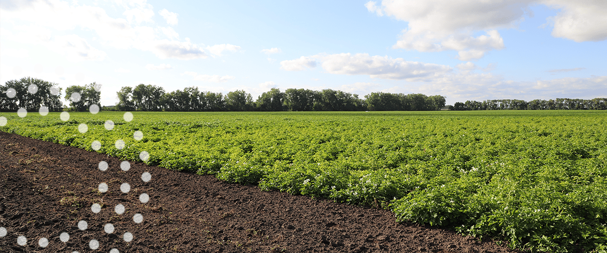 Potato Crop Nutrition Management