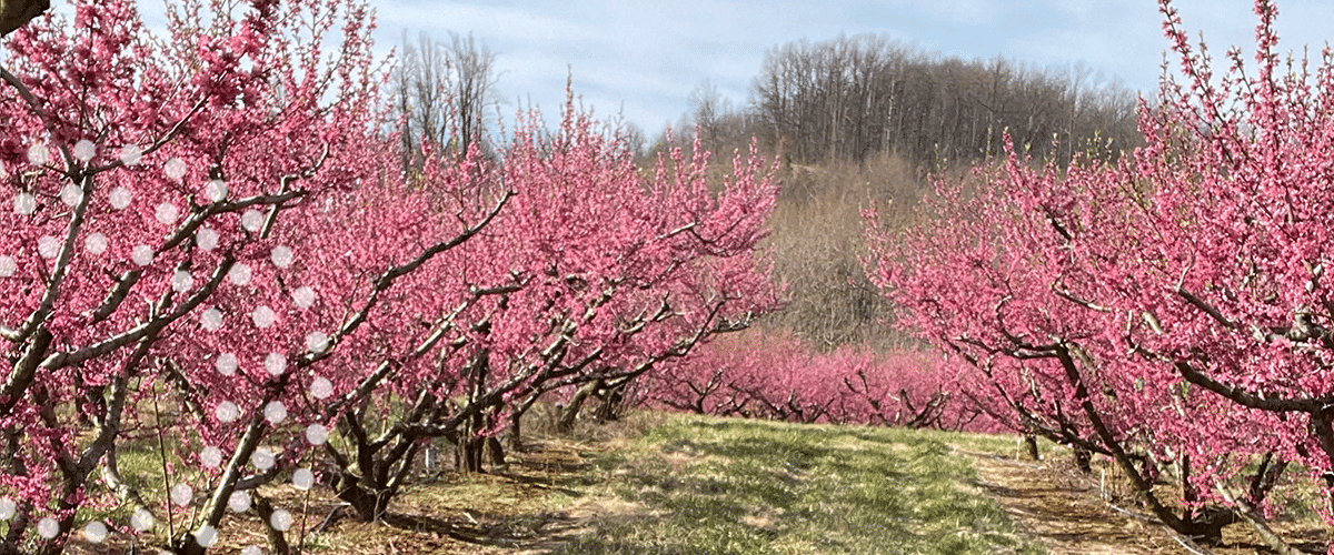 6 Things Growers Should Keep in Mind with the Arrival of Spring